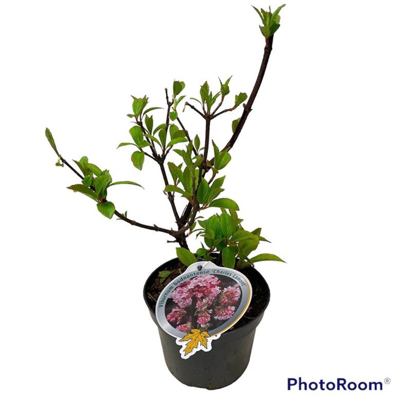 Viburnum bodn. 'Charles Lamont' - C3 40-50 CM